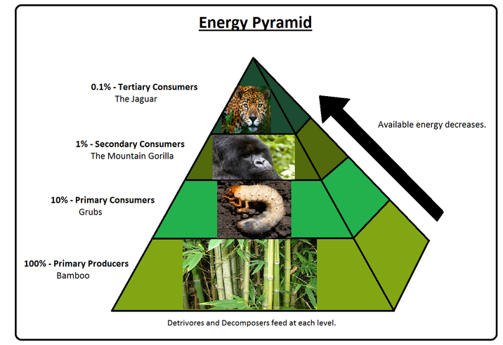 Tropical Rainforest Biome Food Pyramid